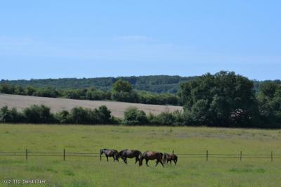 &#8364;590100 - Beautiful Equestrian Property On 18 Hectares Adjoining