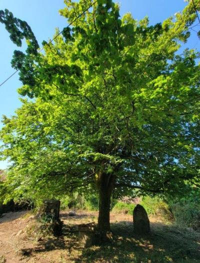 &#8364;75000 - Old Small Manor House To Renovate