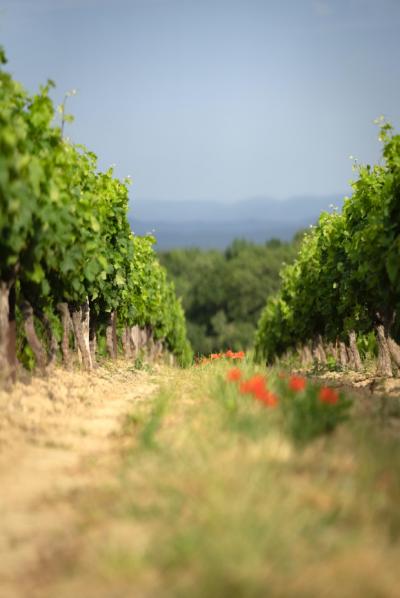 Limoux 10km Razes Sector - Exceptional Wine-growing Property On 36 Hectares In The Aude In Malepere