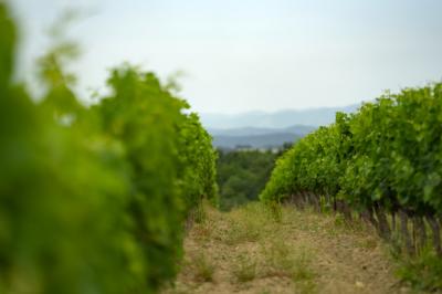 Limoux 10km Razes Sector - Exceptional Wine-growing Property On 36 Hectares In The Aude In Malepere