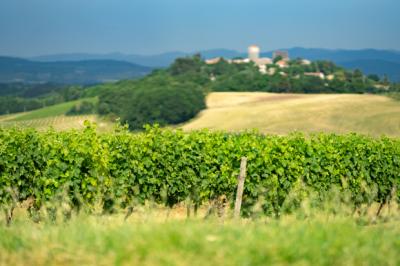 Limoux 10km Razes Sector - Exceptional Wine-growing Property On 36 Hectares In The Aude In Malepere