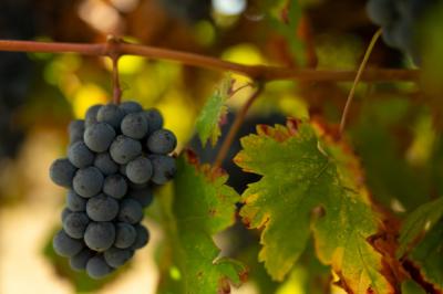 Limoux 10km Razes Sector - Exceptional Wine-growing Property On 36 Hectares In The Aude In Malepere