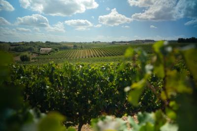 Limoux 10km Razes Sector - Exceptional Wine-growing Property On 36 Hectares In The Aude In Malepere