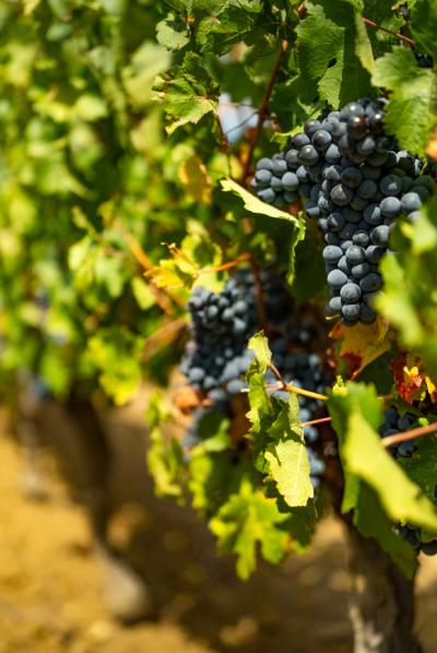 Limoux 10km Razes Sector - Exceptional Wine-growing Property On 36 Hectares In The Aude In Malepere