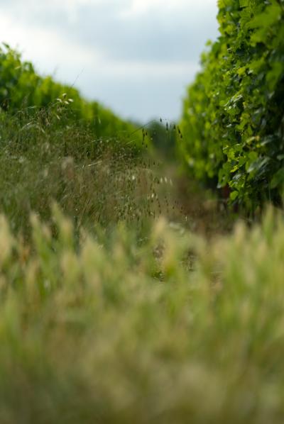 Limoux 10km Razes Sector - Exceptional Wine-growing Property On 36 Hectares In The Aude In Malepere
