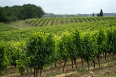 Limoux 10km Razes Sector - Exceptional Wine-growing Property On 36 Hectares In The Aude In Malepere