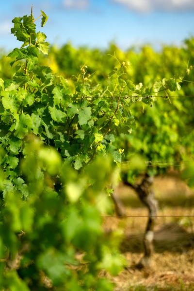 Limoux 10km Razes Sector - Exceptional Wine-growing Property On 36 Hectares In The Aude In Malepere