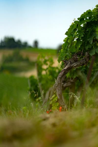 Limoux 10km Razes Sector - Exceptional Wine-growing Property On 36 Hectares In The Aude In Malepere