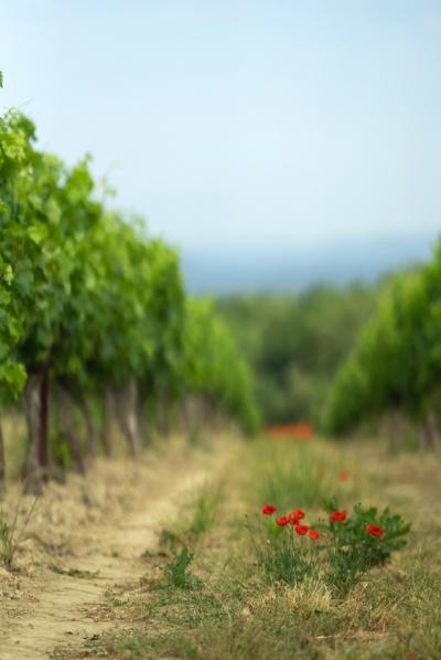 Limoux 10km Razes Sector - Exceptional Wine-growing Property On 36 Hectares In The Aude In Malepere