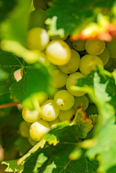 Limoux 10km Razes Sector - Exceptional Wine-growing Property On 36 Hectares In The Aude In Malepere