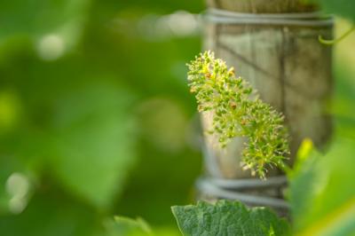 Limoux 10km Razes Sector - Exceptional Wine-growing Property On 36 Hectares In The Aude In Malepere