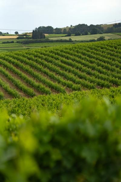 Limoux 10km Razes Sector - Exceptional Wine-growing Property On 36 Hectares In The Aude In Malepere
