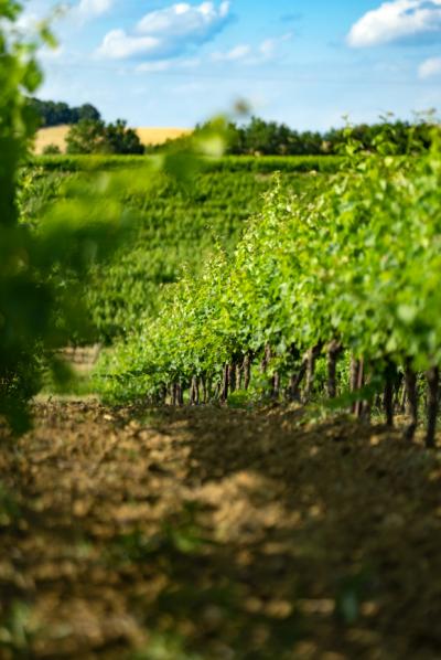 Limoux 10km Razes Sector - Exceptional Wine-growing Property On 36 Hectares In The Aude In Malepere