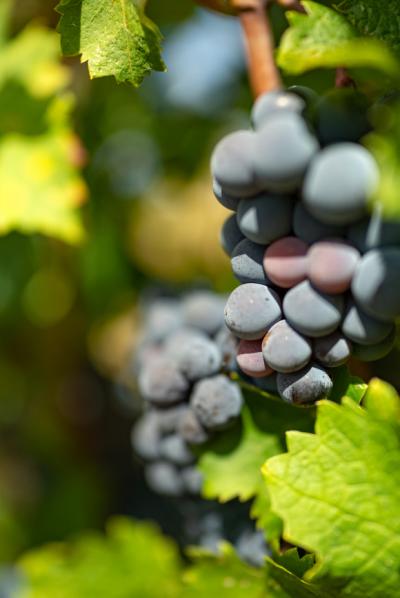 Limoux 10km Razes Sector - Exceptional Wine-growing Property On 36 Hectares In The Aude In Malepere