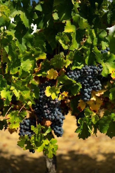 Limoux 10km Razes Sector - Exceptional Wine-growing Property On 36 Hectares In The Aude In Malepere