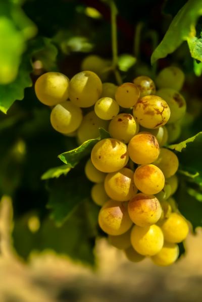 Limoux 10km Razes Sector - Exceptional Wine-growing Property On 36 Hectares In The Aude In Malepere