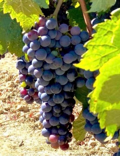 Limoux 10km Razes Sector - Exceptional Wine-growing Property On 36 Hectares In The Aude In Malepere